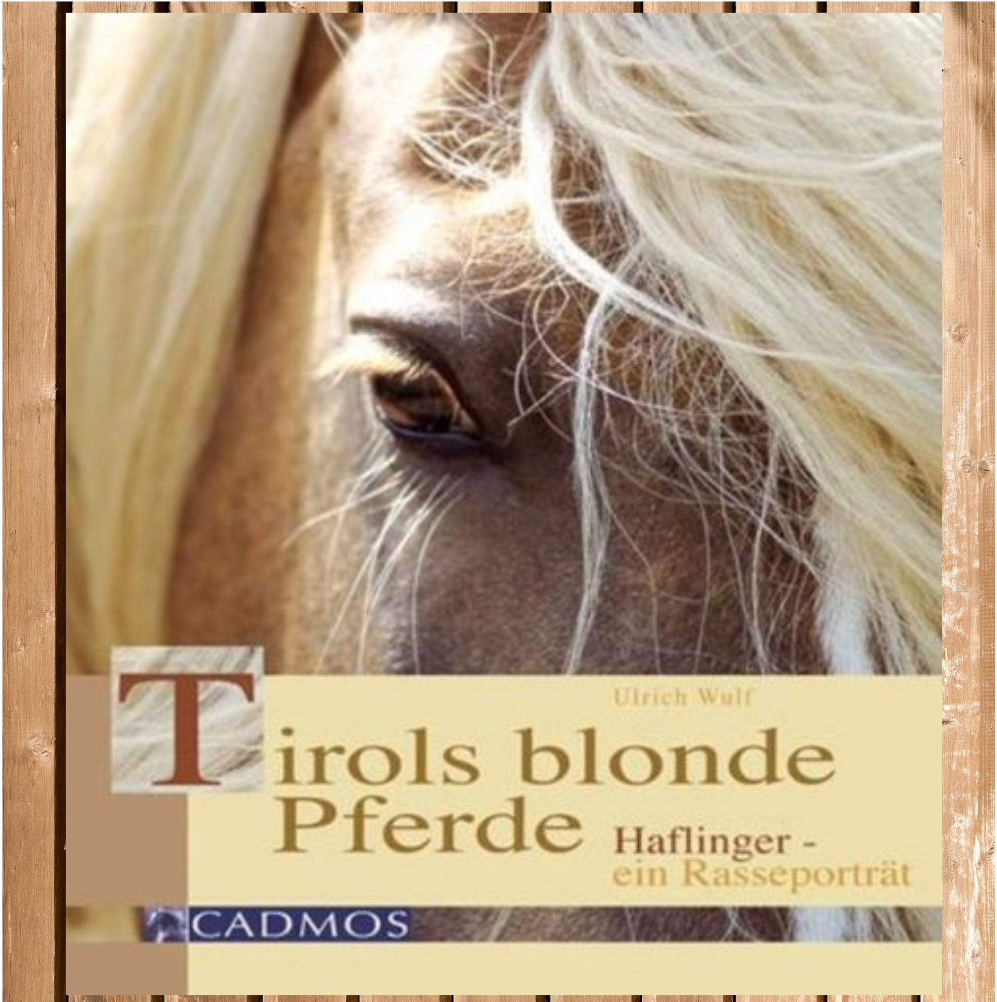 Tirols blonde Pferde, Haflinger - ein Rasseporträt